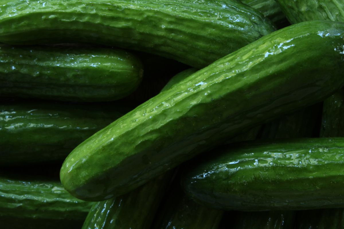 Cucumbers lying on the surface